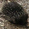 An echidna.  They eat ants.