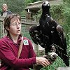 An eagle with its trainer. They put on a show for us.