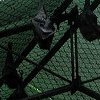 Bats