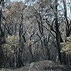 Fire damaged forest