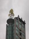 A full sized tree is growing on the rooftop patio of an apartment building.