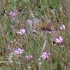 Our first view of the wildflowers.