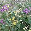 We stop frequently to get a close look at the wildflowers.