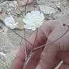 These white flowers are growing on a white stemmed plant.