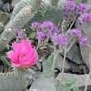 The cacti are blooming too.