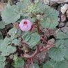 The pink flower is the Desert Five Spot.