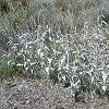 An interesting white leafed plant.