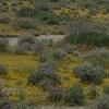 It's another carpet of yellow as we leave Death Valley.