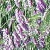 Beautiful wildflowers-purple lupine