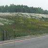 The wildflowers were seen everywhere along the highway.