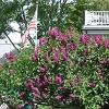 Beautiful lilacs!