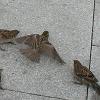 Sparrows in the park chasing my bread crumbs