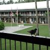 March 30 - We have a visitor.  This is the view from the patio, or lanai, - of our room at the Kauai Sands Motel in Wailua.