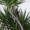 Birds like to visit the tree outside our window.