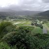 Another view of the taro fields