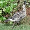 Close up of a nene