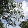 This is the African tulip tree with its bright orange flowers.