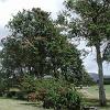 The trees were seen in many places on Kauai.