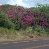 Some beautiful bougainvillea seen along the highway.