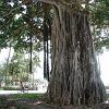 Banyan tree at Kuhio Beach Park