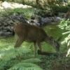 We spot a deer grazing along the creek in Muir Woods.