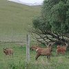 Yes, this is a herd of deer.  We found them penned up - all over New Zealand, like the cows and sheep.