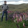 Check out the variety of color in these lupine