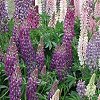 Close up shot of the beautiful lupine. - They're considered weeds by the natives.