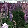 Another view of the lupine as the clouds darken ahead of us