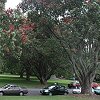 Puhutukawa trees in an Auckland park
