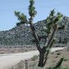 The main drag in Pioneertown was spelled this way - in reference to its primary use by horses. - The plant behind the sign is a joshua tree.