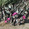 Beautiful cactus garden in Rich's yard