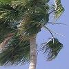 May 5 - Look at Rick's beam antenna, high in the palm tree! - You have to look close to see it.