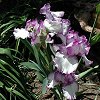 Irises in the restaurant's garden