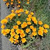 California poppies along Highway One