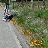 Two flower children (Rick and Bill) among roadside flowers
