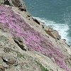 A cliffside of flowers!