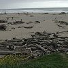 Driftwood at San Gregorio State Beach.