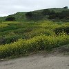 Hillside of wildflowers.