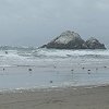 Seal Rocks, and birds in the surf.