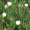 Ice plant.