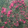 Rhododendron in Golden Gate Park.