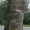 Unique patterns in a eucalyptus's bark.