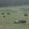 Buffalo in Golden Gate Park.