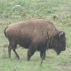 A fine buffalo specimen!