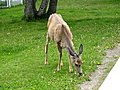 At the town of Waterton Park we find deer wandering all over.