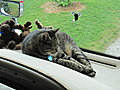 This is Smokey, the Bursiel's cat, enjoying a nice nap on the dashboard