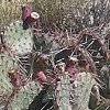 Lichens and cactus
