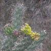 Flowering cactus