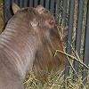 Goat with a beard!